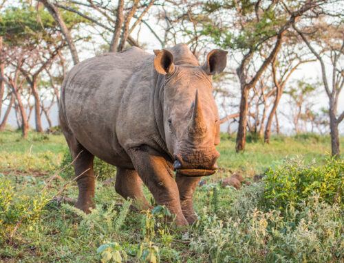 Zululand Beach and Bush Safari